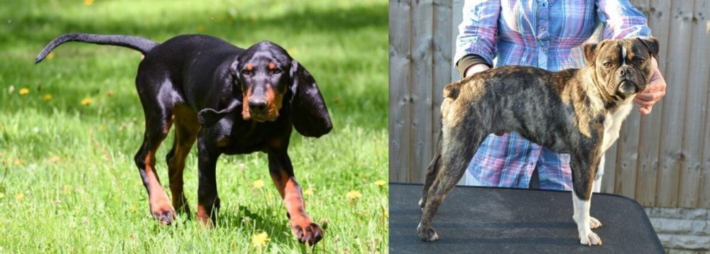 Fruggle vs Black and Tan Coonhound - Breed Comparison