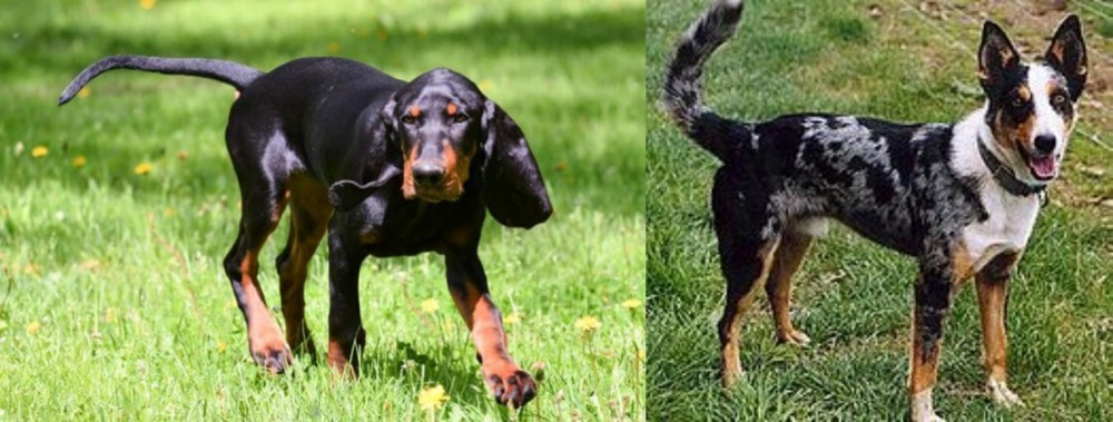 German Coolie vs Black and Tan Coonhound - Breed Comparison