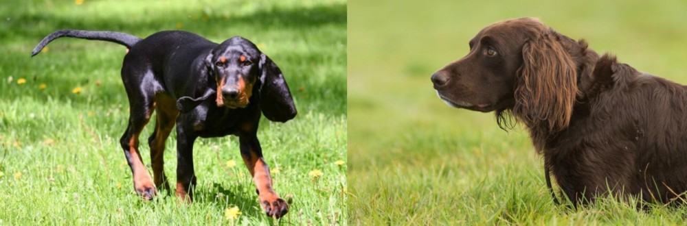 German Longhaired Pointer vs Black and Tan Coonhound - Breed Comparison