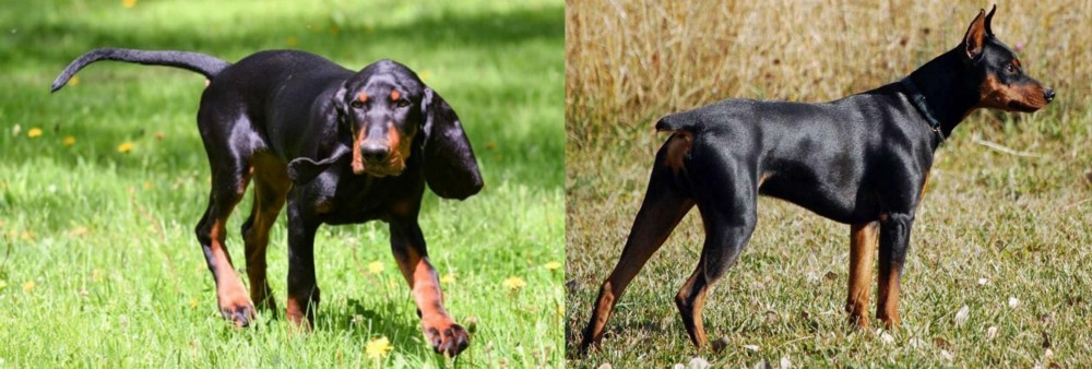 German Pinscher vs Black and Tan Coonhound - Breed Comparison