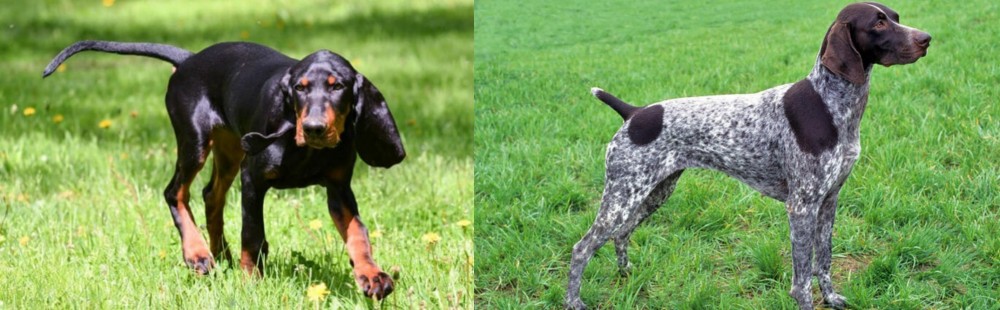 German Shorthaired Pointer vs Black and Tan Coonhound - Breed Comparison