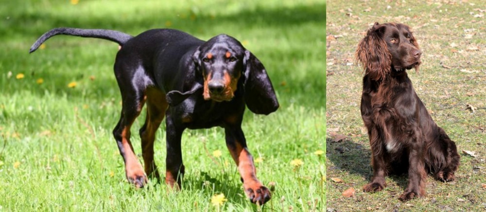 German Spaniel vs Black and Tan Coonhound - Breed Comparison