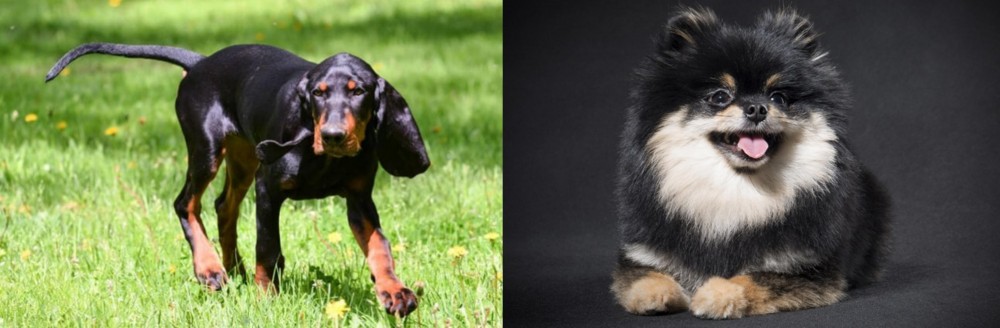 German Spitz (Klein) vs Black and Tan Coonhound - Breed Comparison