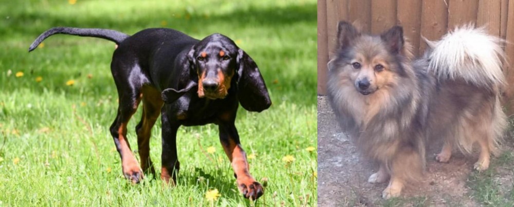 German Spitz (Mittel) vs Black and Tan Coonhound - Breed Comparison