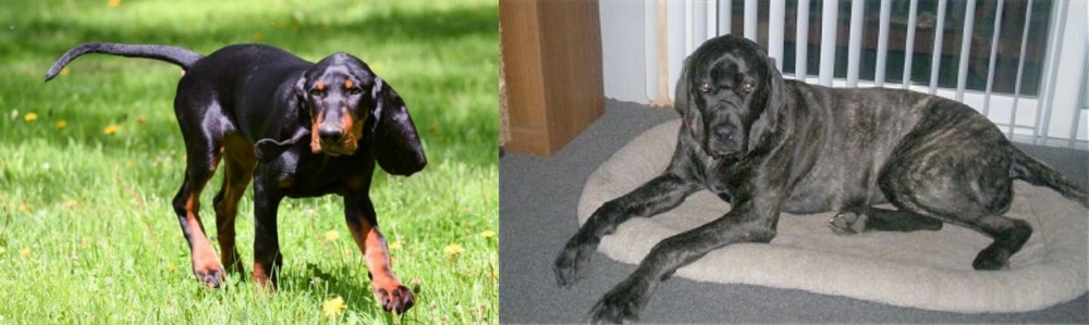 Giant Maso Mastiff vs Black and Tan Coonhound - Breed Comparison