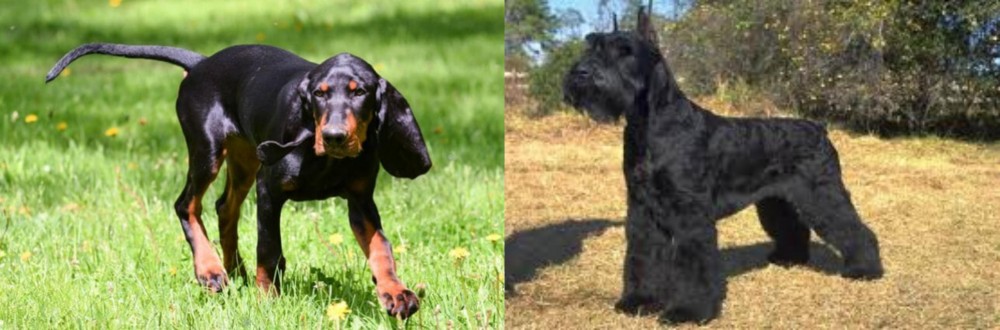 Giant Schnauzer vs Black and Tan Coonhound - Breed Comparison
