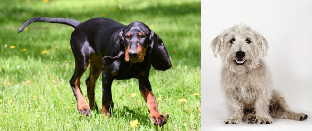 Glen of Imaal Terrier vs Black and Tan Coonhound - Breed Comparison