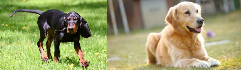 Goldador vs Black and Tan Coonhound - Breed Comparison