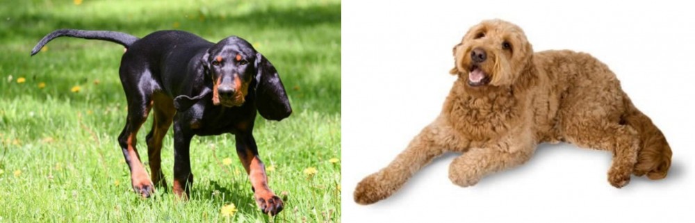 Golden Doodle vs Black and Tan Coonhound - Breed Comparison