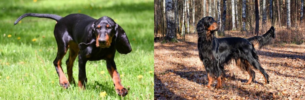 Gordon Setter vs Black and Tan Coonhound - Breed Comparison