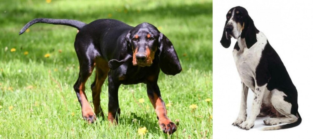 Grand Anglo-Francais Blanc et Noir vs Black and Tan Coonhound - Breed Comparison