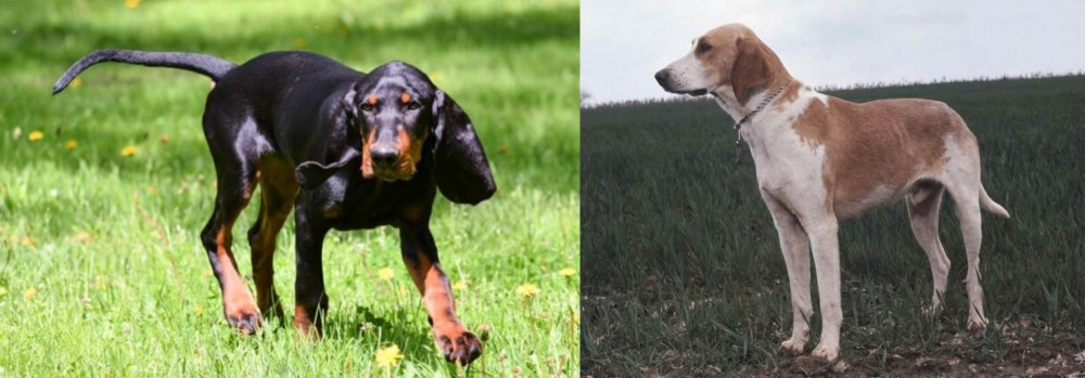 Grand Anglo-Francais Blanc et Orange vs Black and Tan Coonhound - Breed Comparison