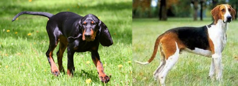 Grand Anglo-Francais Tricolore vs Black and Tan Coonhound - Breed Comparison
