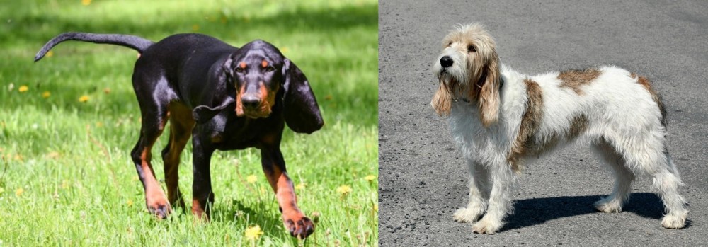Grand Basset Griffon Vendeen vs Black and Tan Coonhound - Breed Comparison