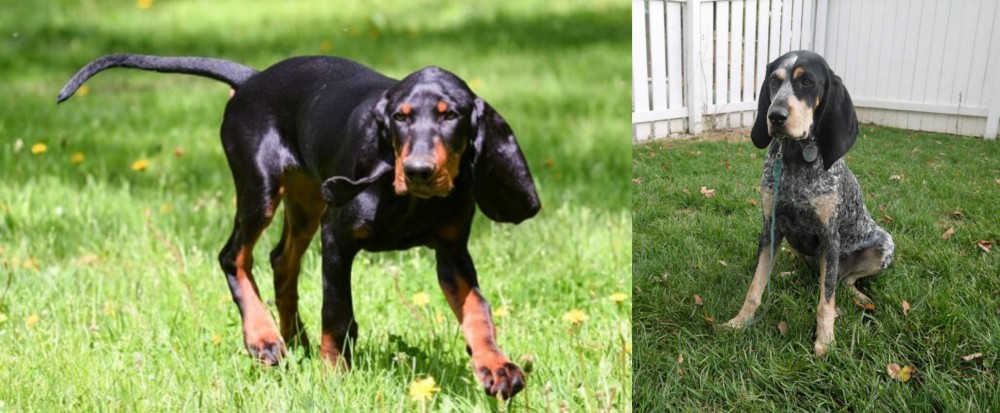 Grand Bleu de Gascogne vs Black and Tan Coonhound - Breed Comparison