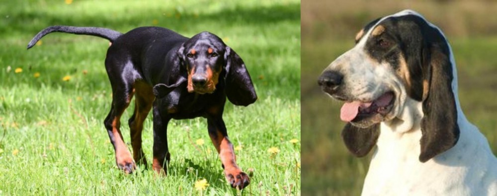 Grand Gascon Saintongeois vs Black and Tan Coonhound - Breed Comparison