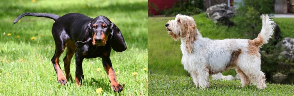 Grand Griffon Vendeen vs Black and Tan Coonhound - Breed Comparison