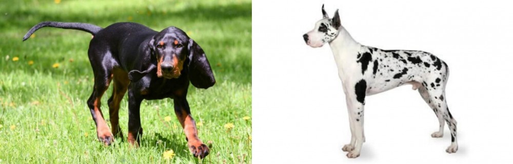 Great Dane vs Black and Tan Coonhound - Breed Comparison