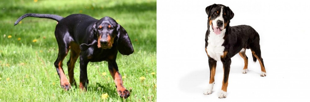 Greater Swiss Mountain Dog vs Black and Tan Coonhound - Breed Comparison