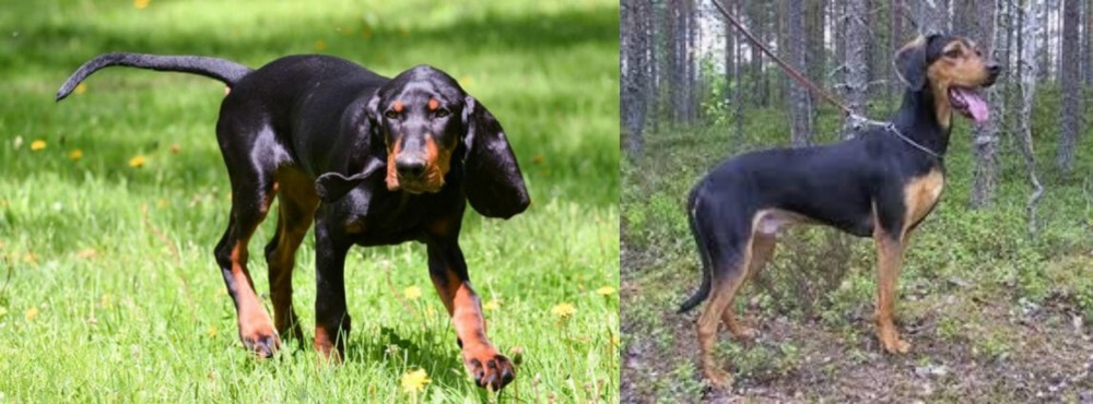Greek Harehound vs Black and Tan Coonhound - Breed Comparison