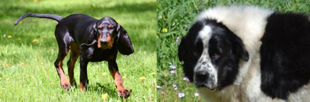 Greek Sheepdog vs Black and Tan Coonhound - Breed Comparison