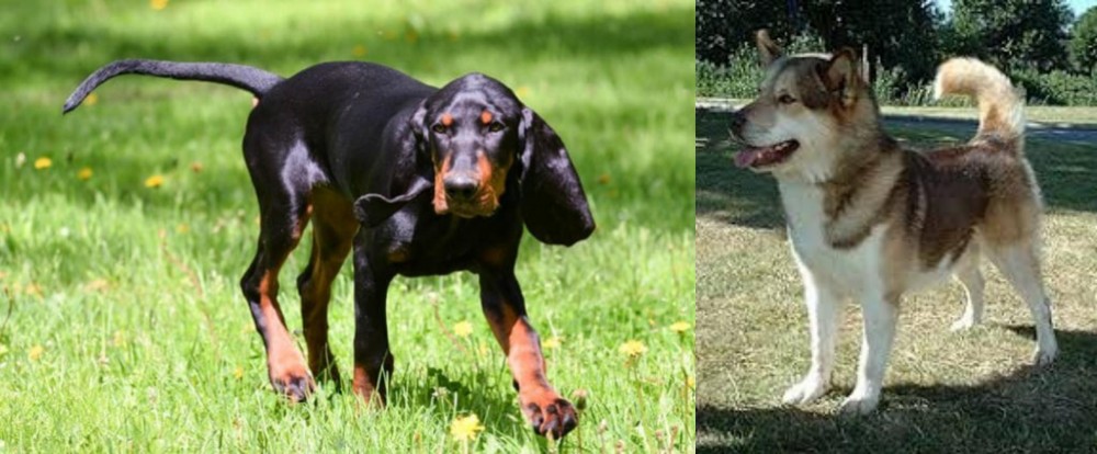 Greenland Dog vs Black and Tan Coonhound - Breed Comparison