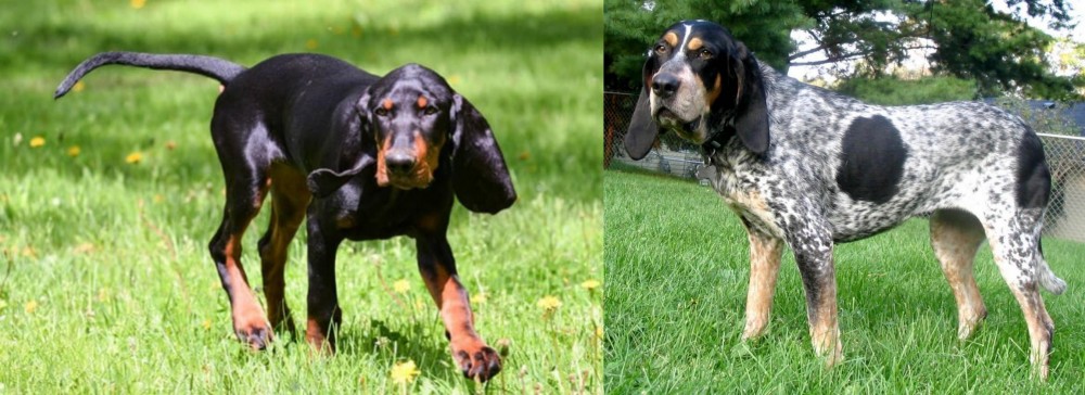 Griffon Bleu de Gascogne vs Black and Tan Coonhound - Breed Comparison