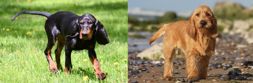 Griffon Fauve de Bretagne vs Black and Tan Coonhound - Breed Comparison