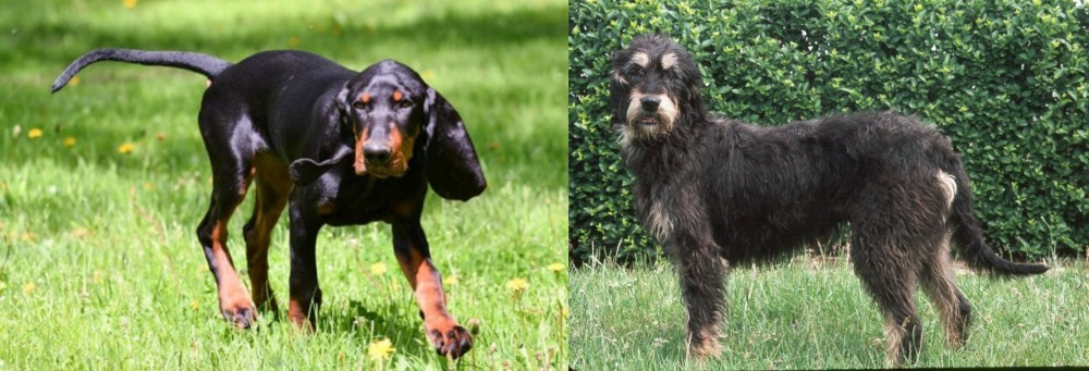 Griffon Nivernais vs Black and Tan Coonhound - Breed Comparison