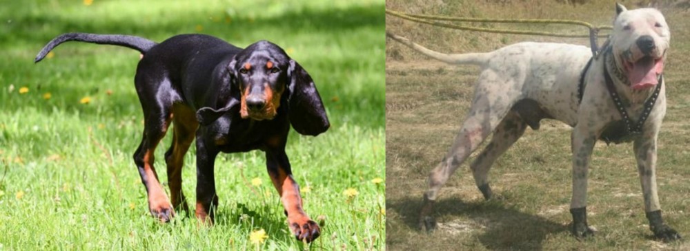 Gull Dong vs Black and Tan Coonhound - Breed Comparison