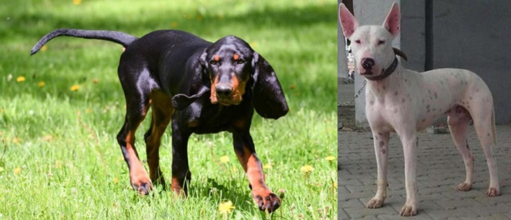 Gull Terr vs Black and Tan Coonhound - Breed Comparison