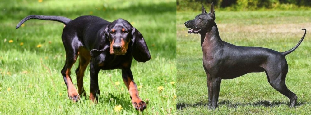 Hairless Khala vs Black and Tan Coonhound - Breed Comparison