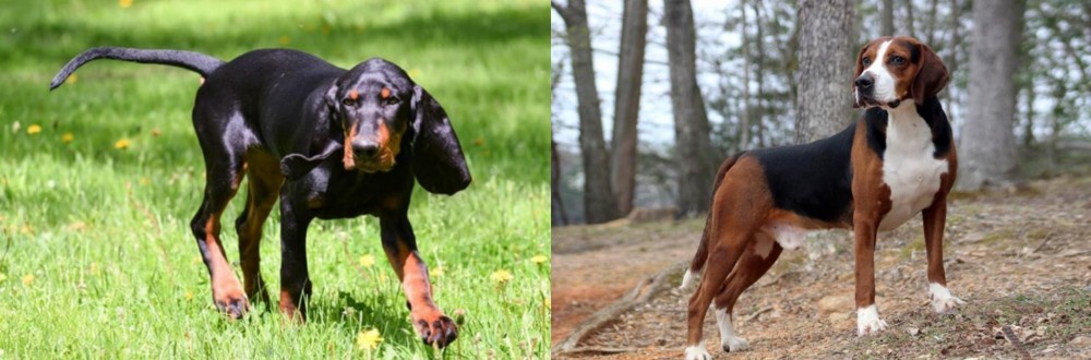 Hamiltonstovare vs Black and Tan Coonhound - Breed Comparison