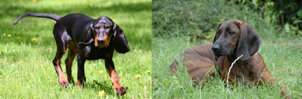 Hanover Hound vs Black and Tan Coonhound - Breed Comparison