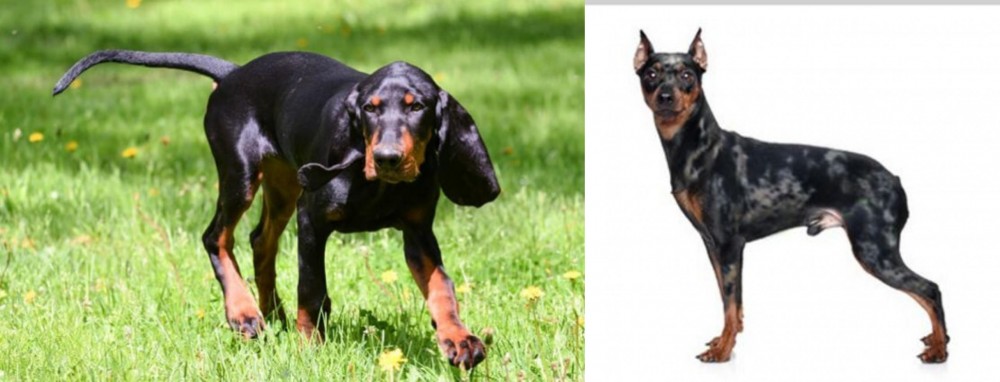 Harlequin Pinscher vs Black and Tan Coonhound - Breed Comparison