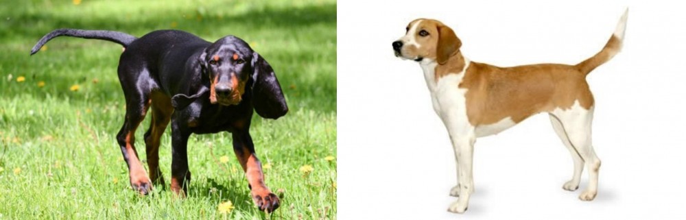 Harrier vs Black and Tan Coonhound - Breed Comparison