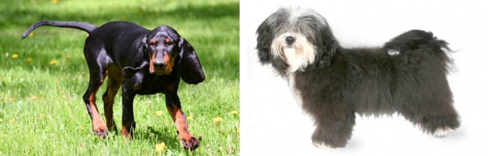 Havanese vs Black and Tan Coonhound - Breed Comparison