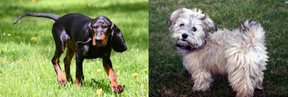 Havapoo vs Black and Tan Coonhound - Breed Comparison