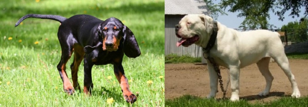Hermes Bulldogge vs Black and Tan Coonhound - Breed Comparison