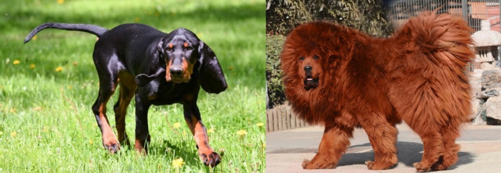 Himalayan Mastiff vs Black and Tan Coonhound - Breed Comparison