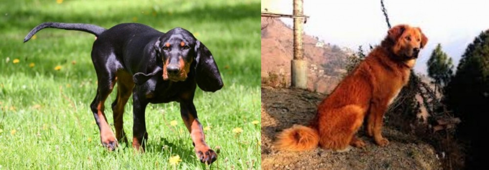 Himalayan Sheepdog vs Black and Tan Coonhound - Breed Comparison