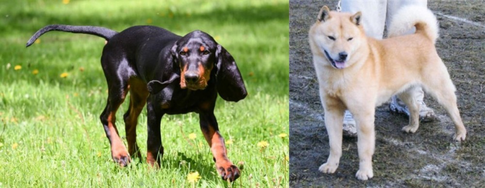 Hokkaido vs Black and Tan Coonhound - Breed Comparison