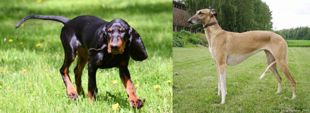 Hortaya Borzaya vs Black and Tan Coonhound - Breed Comparison