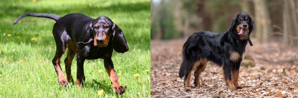 Hovawart vs Black and Tan Coonhound - Breed Comparison