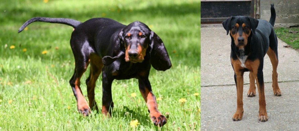 Hungarian Hound vs Black and Tan Coonhound - Breed Comparison