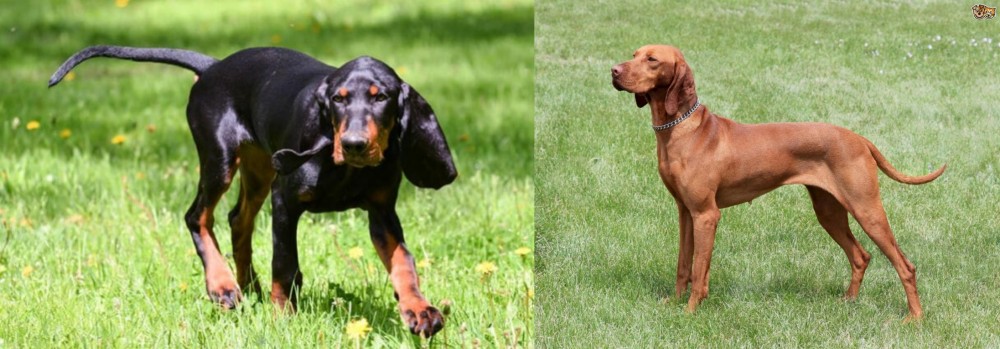 Hungarian Vizsla vs Black and Tan Coonhound - Breed Comparison