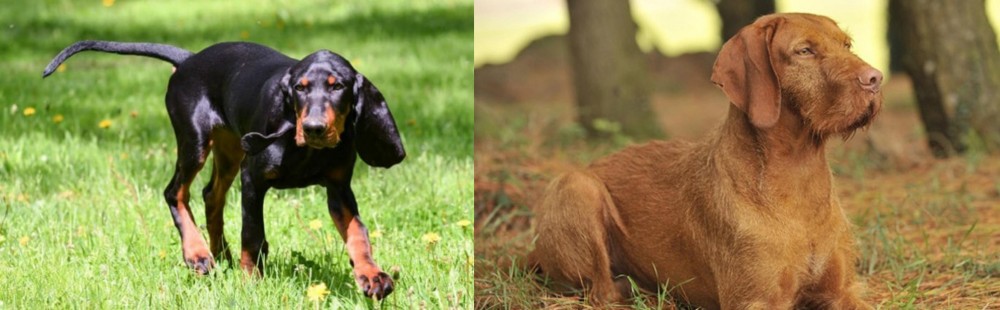Hungarian Wirehaired Vizsla vs Black and Tan Coonhound - Breed Comparison
