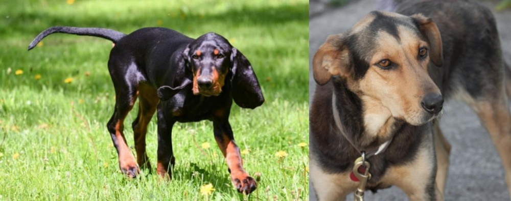 Huntaway vs Black and Tan Coonhound - Breed Comparison