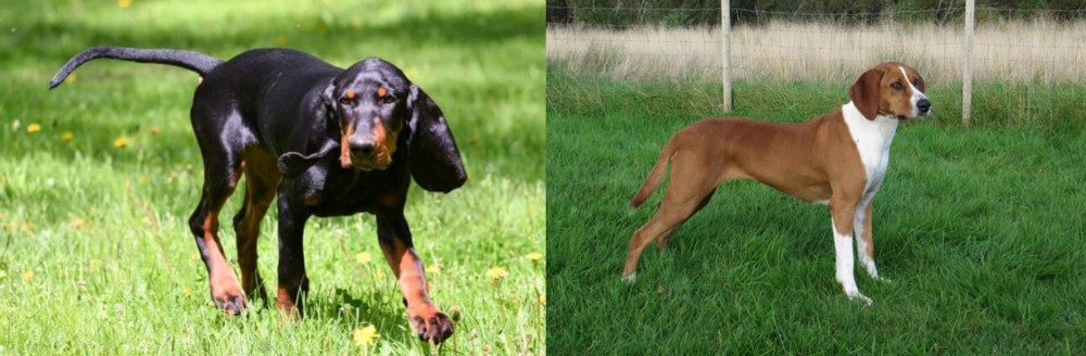 Hygenhund vs Black and Tan Coonhound - Breed Comparison