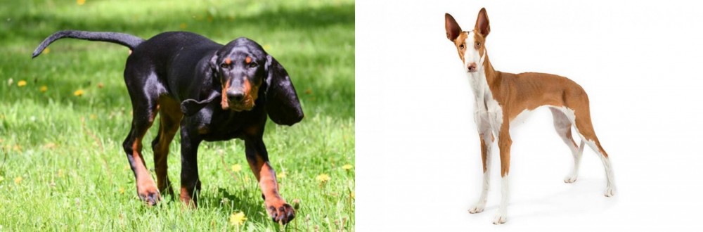 Ibizan Hound vs Black and Tan Coonhound - Breed Comparison